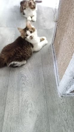 Maine coonis suchen ab sofort ein neues Zuhause