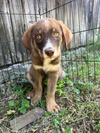 Jago wartet auf sein neues Zuhause❤️🐶
