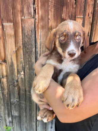 Jago wartet auf sein neues Zuhause❤️🐶