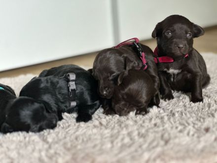 Kleiner Münsterländer Mischling