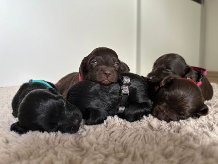 Kleiner Münsterländer Mischling