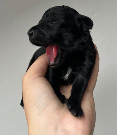 Kleiner Münsterländer Mischling