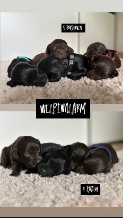 Kleiner Münsterländer Mischling