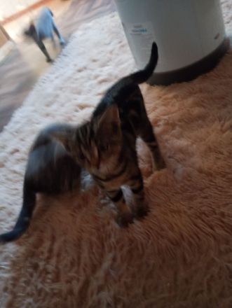 British Kurzhaar Kitten die ein liebevolles Zuhause suchen