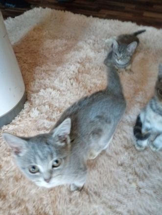 British Kurzhaar Kitten die ein liebevolles Zuhause suchen