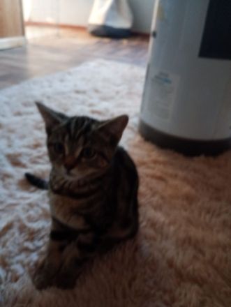 British Kurzhaar Kitten die ein liebevolles Zuhause suchen