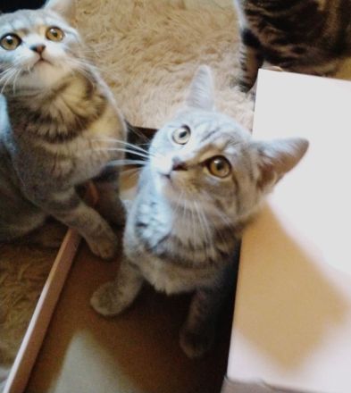 British Kurzhaar Kitten die ein liebevolles Zuhause suchen