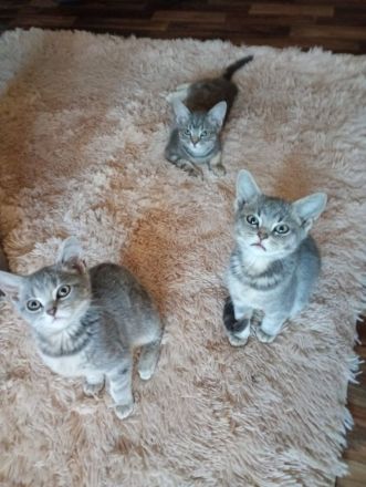 British Kurzhaar Kitten die ein liebevolles Zuhause suchen