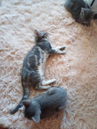 British Kurzhaar Kitten die ein liebevolles Zuhause suchen