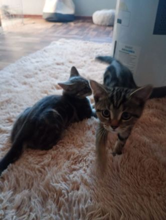 British Kurzhaar Kitten die ein liebevolles Zuhause suchen