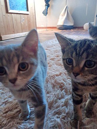 British Kurzhaar Kitten die ein liebevolles Zuhause suchen