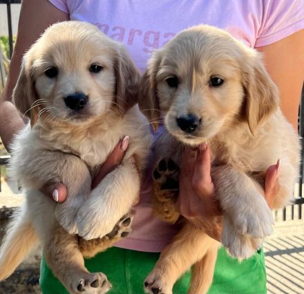Golden Retriever Welpen suchen ein neues zu Hause