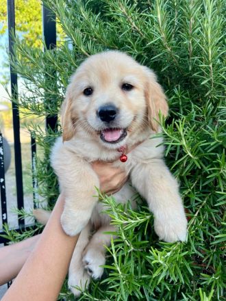 Golden Retriever Welpen suchen ein neues zu Hause