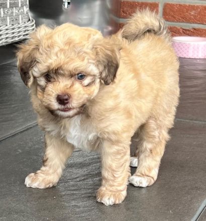 Bolonka Swetna Welpen