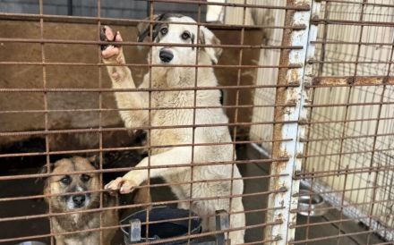 Trudi braucht deine Hilfe!