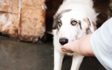 Trudi braucht deine Hilfe!