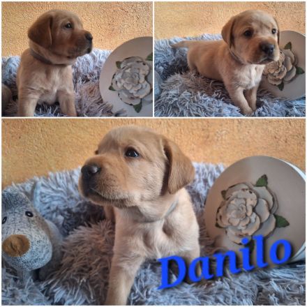 Labrador Retriever Gelb (Blond) Foxred mit Ahnentafel