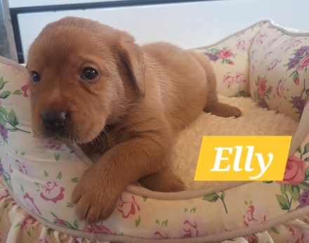 Sommer 2026 Labrador Retriever Gelb (Blond) Foxred mit Ahnentafel