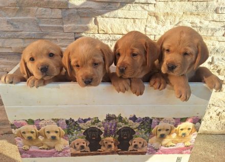 Labrador Retriever Gelb (Blond) Foxred mit Ahnentafel