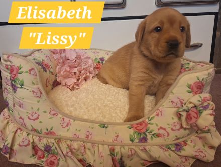 Sommer 2026 Labrador Retriever Gelb (Blond) Foxred mit Ahnentafel