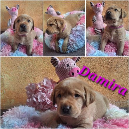 Labrador Retriever Gelb (Blond) Foxred mit Ahnentafel