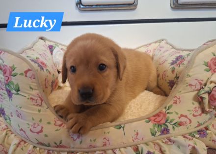 Sommer 2026 Labrador Retriever Gelb (Blond) Foxred mit Ahnentafel