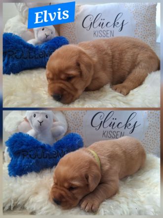 Wurfplanung Sommer 26 Labrador Retriever Gelb (Blond) Foxred mit Ahnentafel
