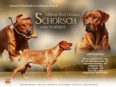 Wurfplanung Sommer 26 Labrador Retriever Gelb (Blond) Foxred mit Ahnentafel