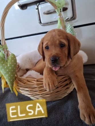 Sommer 2026 Labrador Retriever Gelb (Blond) Foxred mit Ahnentafel