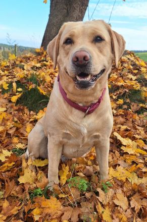Labrador Retriever Gelb (Blond) Foxred mit Ahnentafel