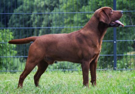 Labrador Retriever Gelb (Blond) Foxred mit Ahnentafel