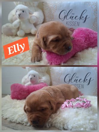 Wurfplanung Sommer 26 Labrador Retriever Gelb (Blond) Foxred mit Ahnentafel