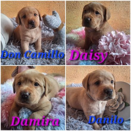 Labrador Retriever Gelb (Blond) Foxred mit Ahnentafel