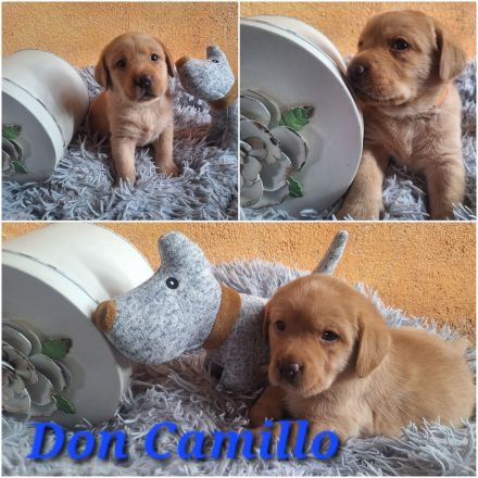 Labrador Retriever Gelb (Blond) Foxred mit Ahnentafel