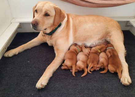 Wurfplanung Sommer 26 Labrador Retriever Gelb (Blond) Foxred mit Ahnentafel