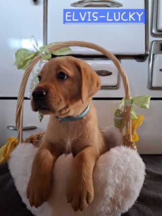 Sommer 2026 Labrador Retriever Gelb (Blond) Foxred mit Ahnentafel
