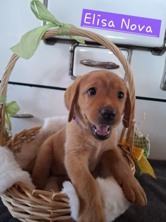 Sommer 2026 Labrador Retriever Gelb (Blond) Foxred mit Ahnentafel