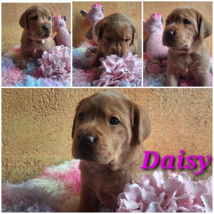 Labrador Retriever Gelb (Blond) Foxred mit Ahnentafel