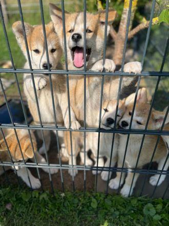 Wunderschöne Akita Inu Welpen suchen liebevolles Zuhause!