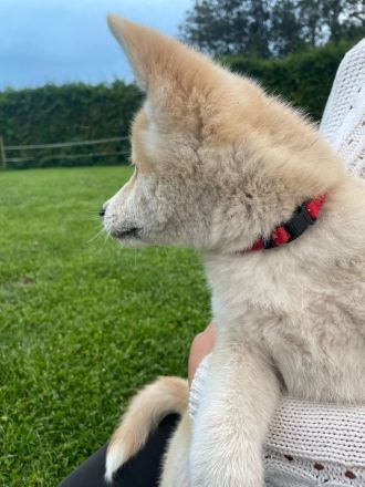 Wunderschöne Akita Inu Welpen suchen liebevolles Zuhause!