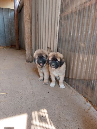Germanische Bärenhunde Welpen