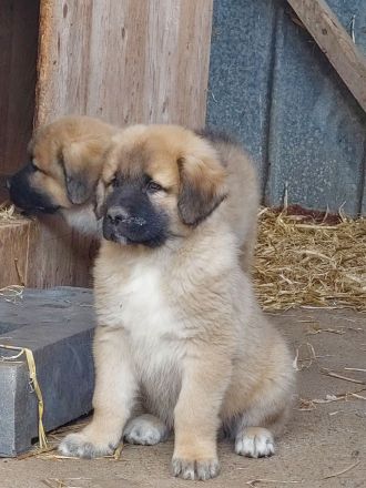 Germanische Bärenhunde Welpen