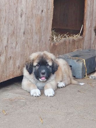 Germanische Bärenhunde Welpen