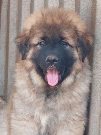 Germanische Bärenhunde Welpen