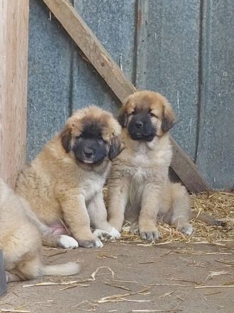 Germanische Bärenhunde Welpen
