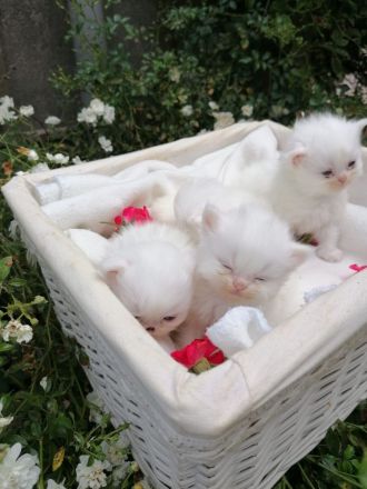 Perser Kitten