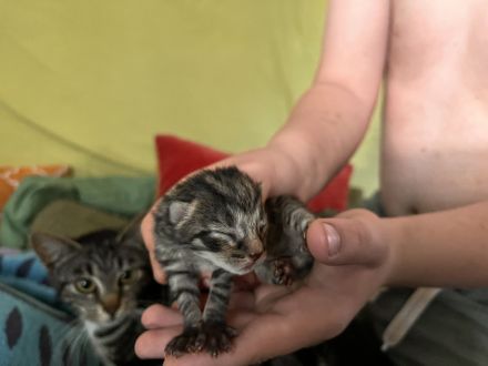 Katzenbabys abzugeben