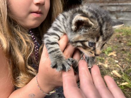 Katzenbabys abzugeben
