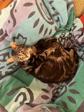 Katzenbabys abzugeben