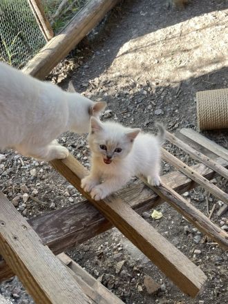 BKH Kitten weiblich und männlich in rein weis
